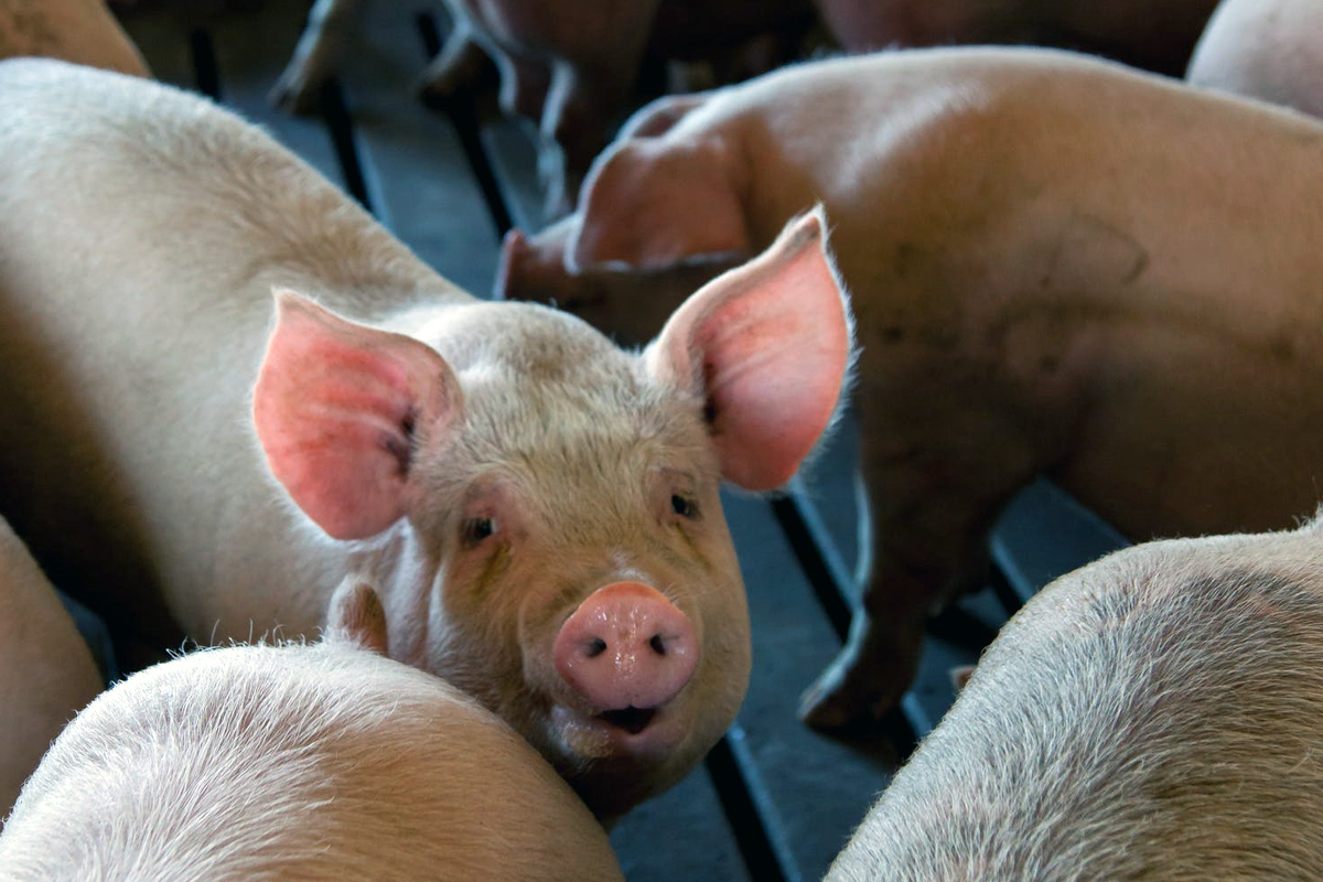 Misure di eradicazione e sorveglianza della peste suina africana