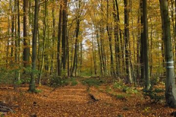 Obbligo di verifica, monitoraggio e messa in sicurezza degli esemplari di Pinus Pinea ed alberature ad alto fusto