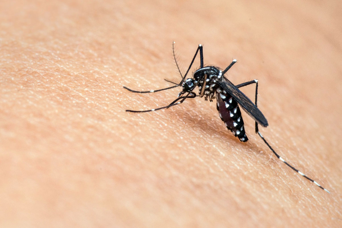 Ordinanza del Sindaco: West Nile Disease anno 2026: Attività di prevenzione e sorveglianza